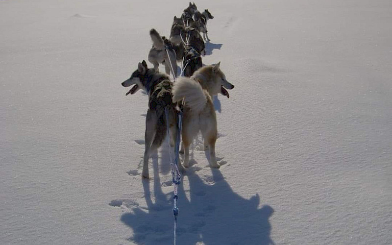 Husky safari-Inari