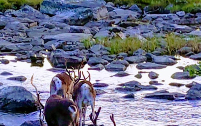 Autumn in Lapland