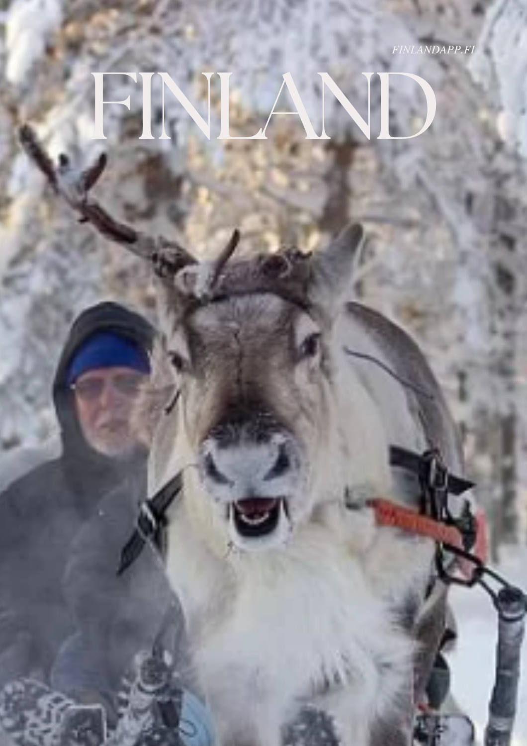 Driving and feeding reindeer-Kuusamo