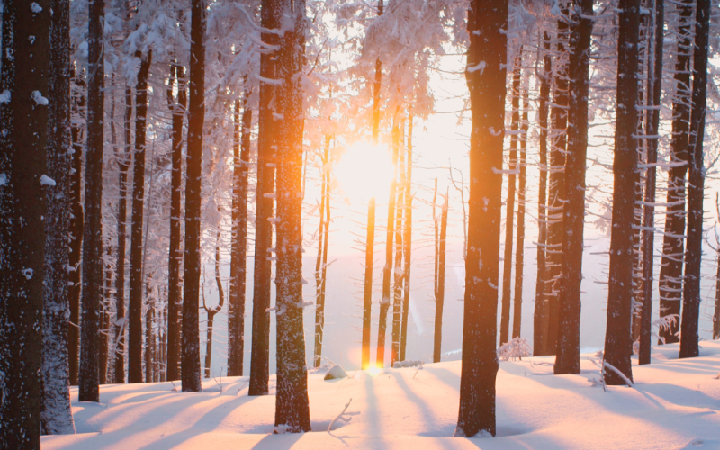 Today is Finland's Nature Day