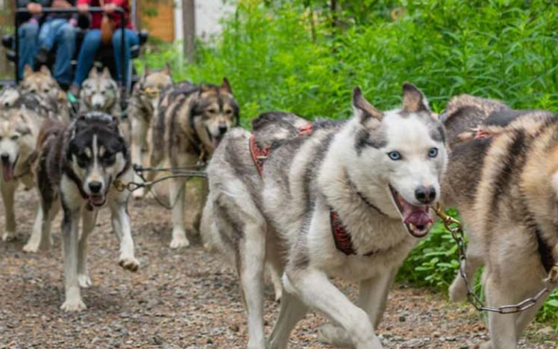 Can You Hear the Call of the Lapland Summer?