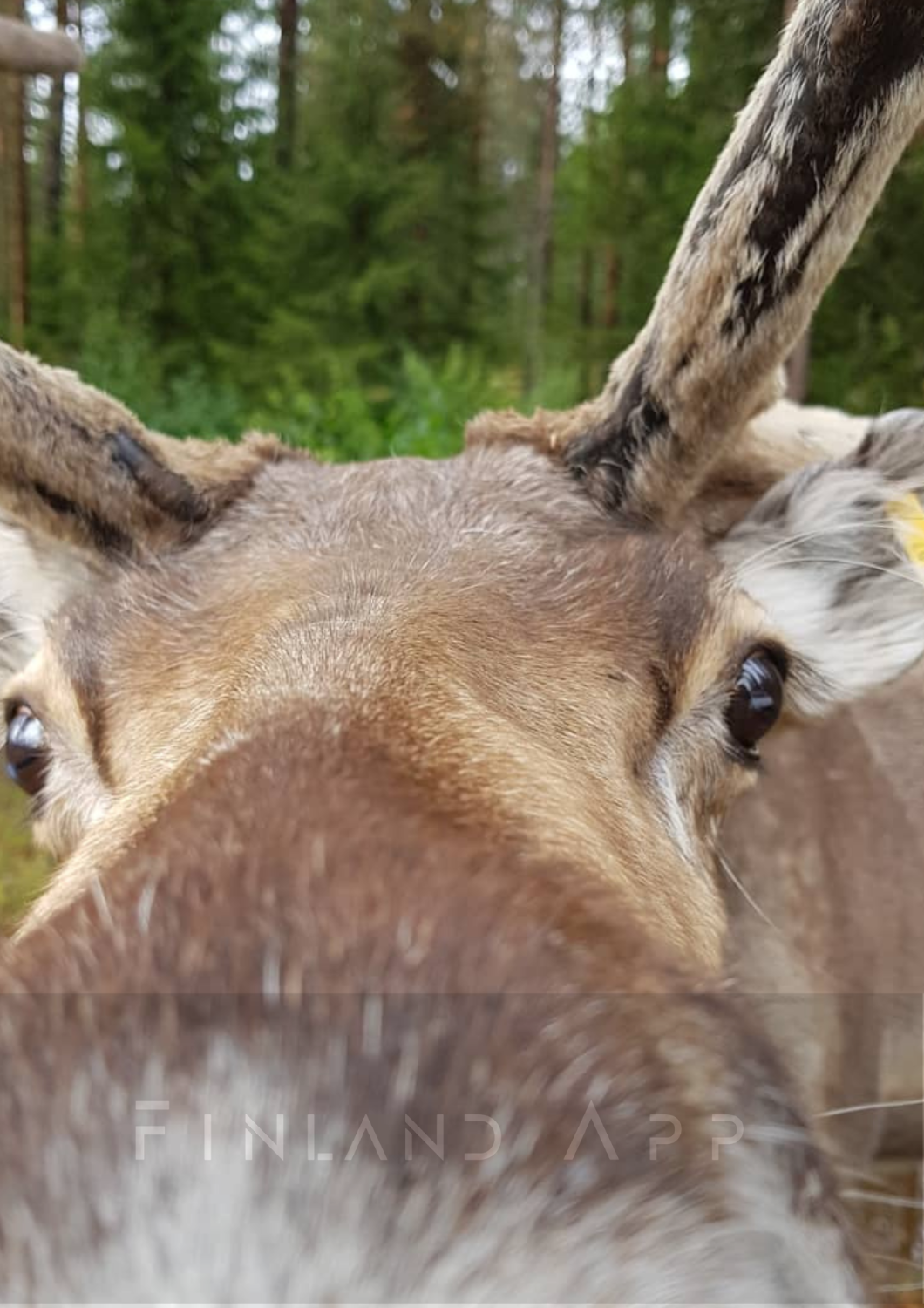 Kuusamo- Reindeer and fishing farm