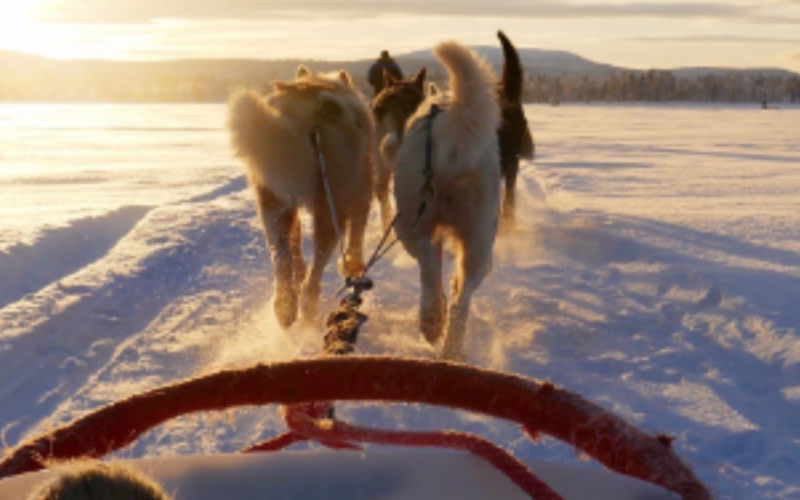 Snowmobile trip, Husky Safari, Snowshoeing -Inari