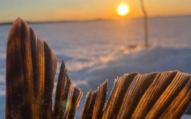 The Call of Frozen Waters