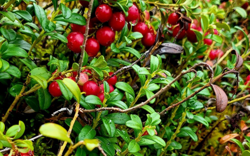 Berry & mushroom picking tour 2026