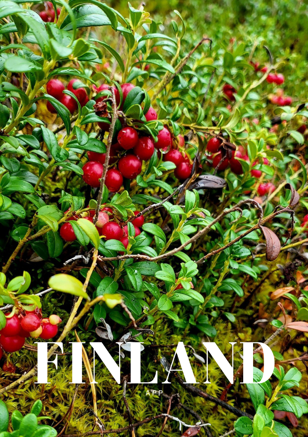 Berry & mushroom picking tour 2026